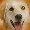 Amazing Hemp Oil for Dogs Calming Treats - Dog Stress Relief Anxiety Aid for Storms, Barking, Chewing - Aids Joint Health - 120 Supplement Chews